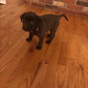 Meet your Posher, Loretta